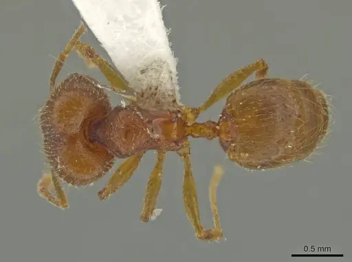 Pheidole moskitia specimen CASENT0625108 image casent0625108_1