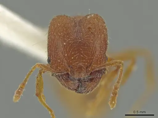 Pheidole moskitia specimen CASENT0625108 image casent0625108_2