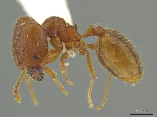 Pheidole moskitia specimen CASENT0625108 image casent0625108_3