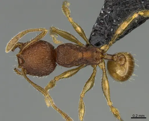 Pheidole moskitia specimen CASENT0636587 image casent0636587_1