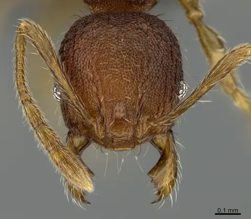 Pheidole moskitia specimen CASENT0636587 image casent0636587_2