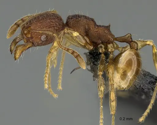 Pheidole moskitia specimen CASENT0636587 image casent0636587_3