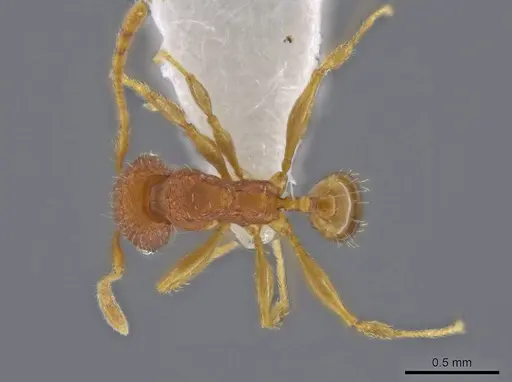 Pheidole moskitia specimen CASENT0636808 image casent0636808_1