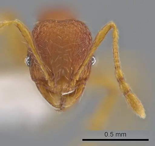 Pheidole moskitia specimen CASENT0636808 image casent0636808_2