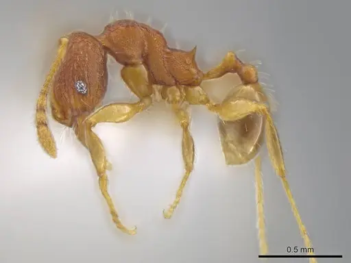 Pheidole moskitia specimen CASENT0636808 image casent0636808_3