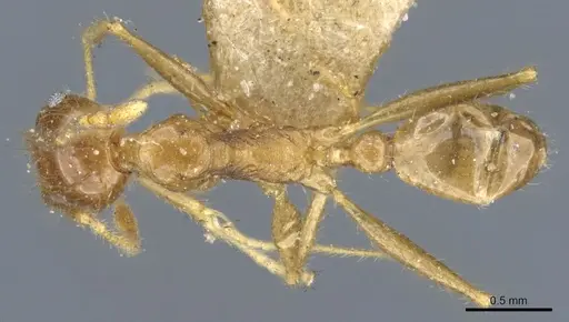Pheidole multidens specimen CASENT0904274 image casent0904274_1
