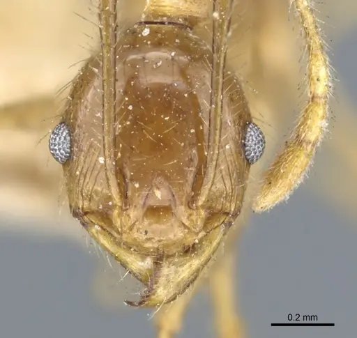 Pheidole multidens specimen CASENT0904274 image casent0904274_2