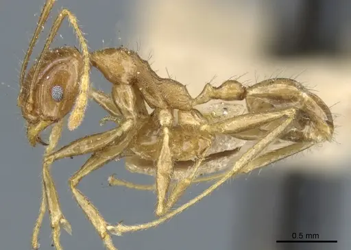 Pheidole multidens specimen CASENT0904274 image casent0904274_3