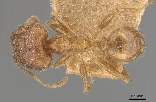 Pheidole multidens specimen CASENT0907928 image casent0907928_1