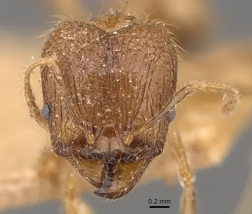 Pheidole multidens specimen CASENT0907928 image casent0907928_2