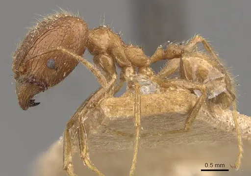 Pheidole multidens specimen CASENT0907928 image casent0907928_3