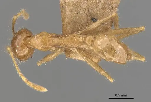 Pheidole multidens specimen CASENT0907929 image casent0907929_1