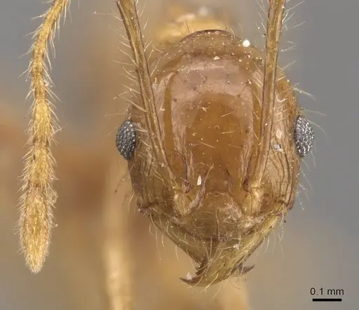 Pheidole multidens specimen CASENT0907929 image casent0907929_2