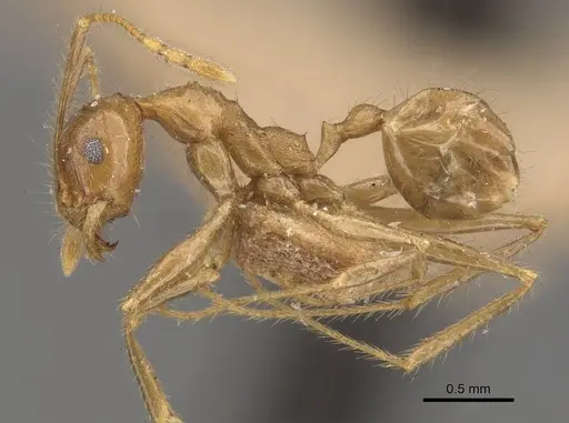 Pheidole multidens specimen CASENT0907929 image casent0907929_3
