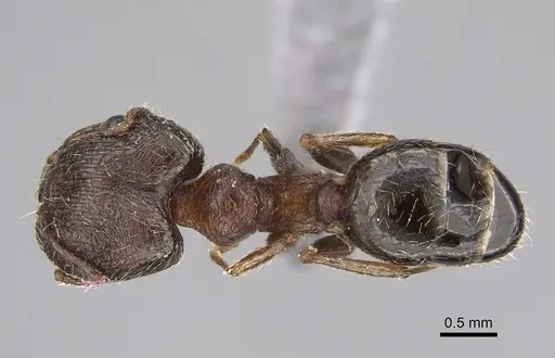 Pheidole multidens specimen CASENT0923330 image casent0923330_1