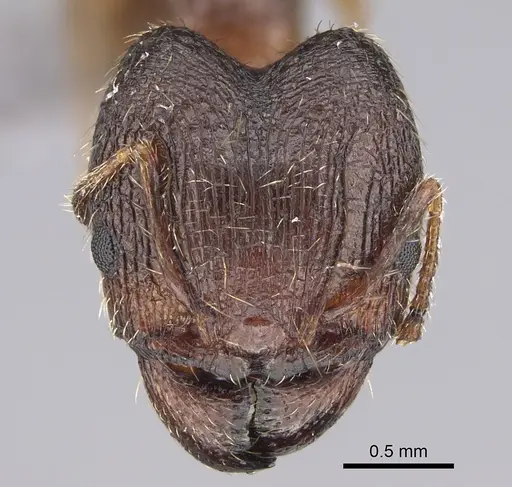 Pheidole multidens specimen CASENT0923330 image casent0923330_2