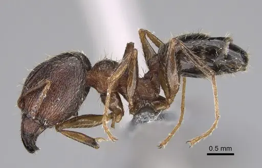 Pheidole multidens specimen CASENT0923330 image casent0923330_3