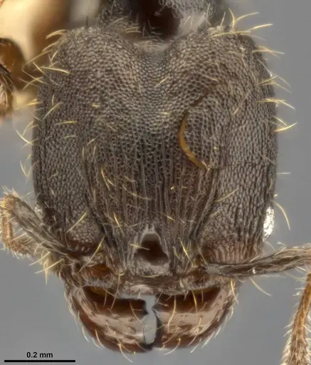 Pheidole multispina specimen CASENT0283400 image casent0283400_2