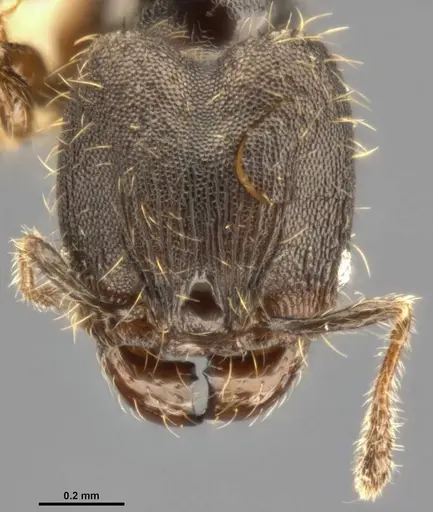 Pheidole multispina specimen CASENT0283400 image casent0283400_3