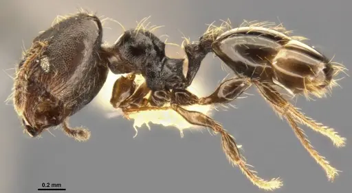 Pheidole multispina specimen CASENT0283400 image casent0283400_4