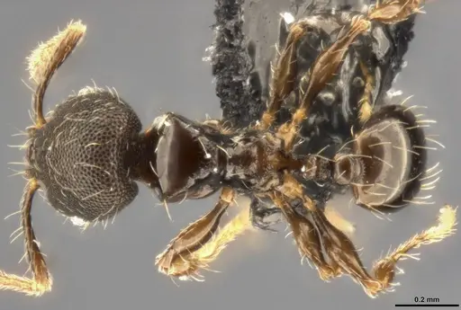 Pheidole multispina specimen CASENT0283440 image casent0283440_1