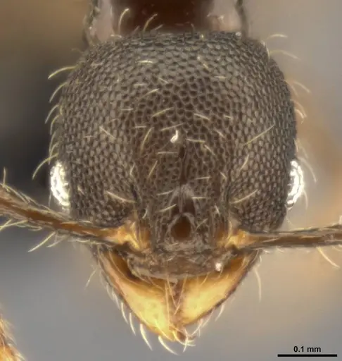Pheidole multispina specimen CASENT0283440 image casent0283440_2