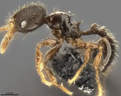 Pheidole multispina specimen CASENT0283440 image casent0283440_3