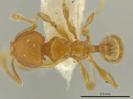 Pheidole multispina specimen CASENT0635492 image casent0635492_1