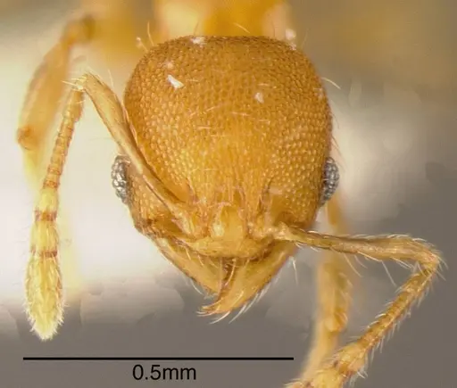 Pheidole multispina specimen CASENT0635492 image casent0635492_2