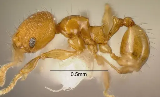 Pheidole multispina specimen CASENT0635492 image casent0635492_3