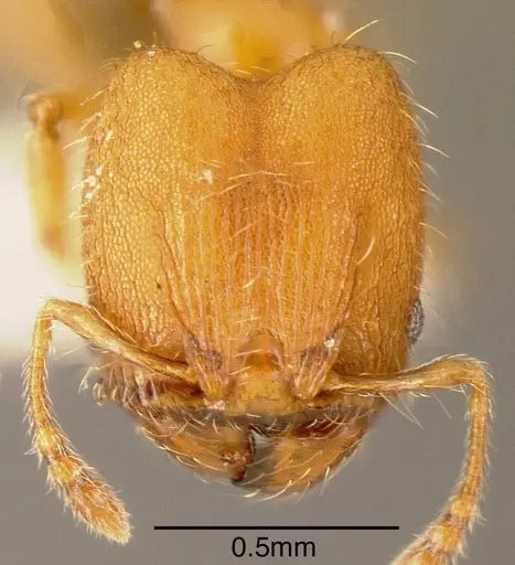 Pheidole multispina specimen INBIOCRI002279766 image inbiocri002279766_1