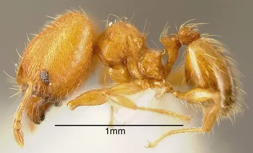 Pheidole multispina specimen INBIOCRI002279766 image inbiocri002279766_2