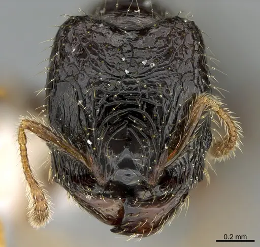 Pheidole muralla specimen CASENT0615594 image casent0615594_2