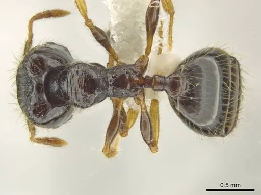 Pheidole muralla specimen CASENT0615595 image casent0615595_1