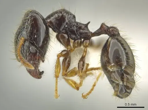 Pheidole muralla specimen CASENT0615595 image casent0615595_3