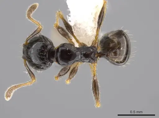 Pheidole muralla specimen CASENT0615596 image casent0615596_1