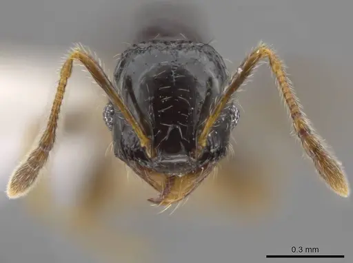 Pheidole muralla specimen CASENT0615596 image casent0615596_2