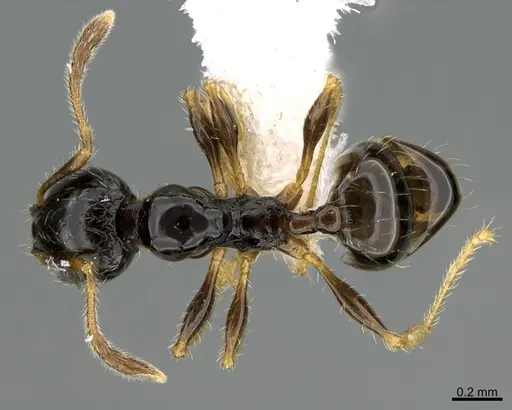 Pheidole muralla specimen CASENT0615597 image casent0615597_1