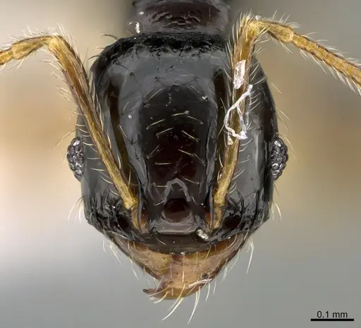 Pheidole muralla specimen CASENT0615597 image casent0615597_2