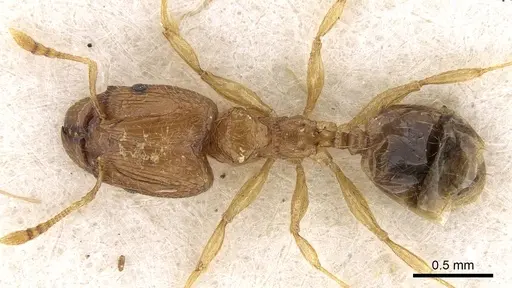 Pheidole mus specimen CASENT0281696 image casent0281696_1