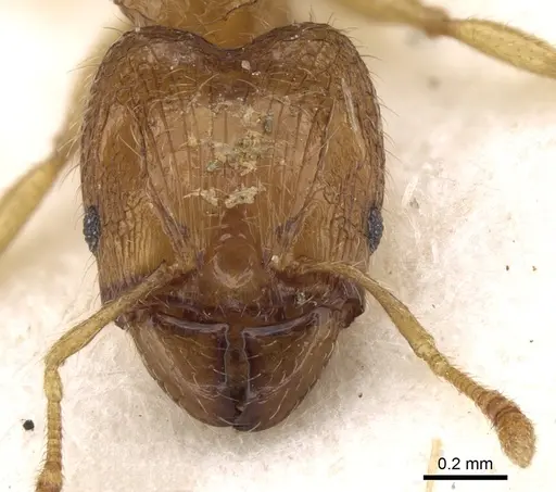Pheidole mus specimen CASENT0281696 image casent0281696_2