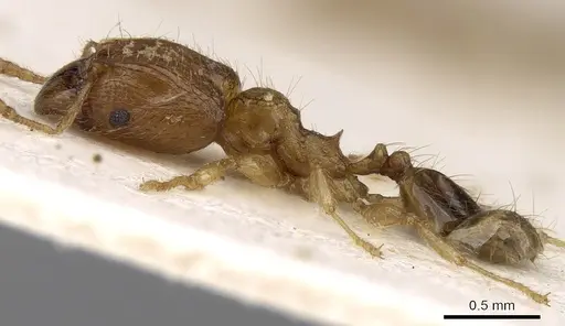 Pheidole mus specimen CASENT0281696 image casent0281696_3