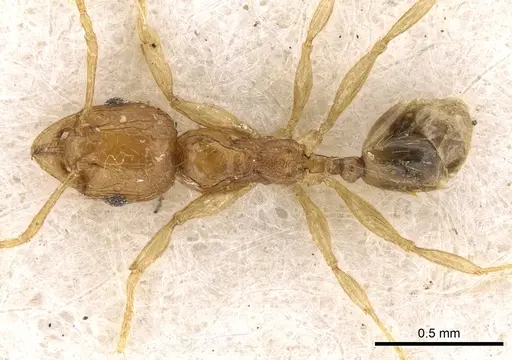 Pheidole mus specimen CASENT0281697 image casent0281697_1