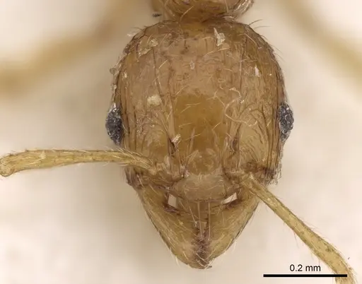 Pheidole mus specimen CASENT0281697 image casent0281697_2