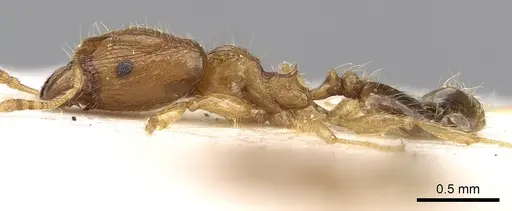 Pheidole mus specimen CASENT0281697 image casent0281697_3