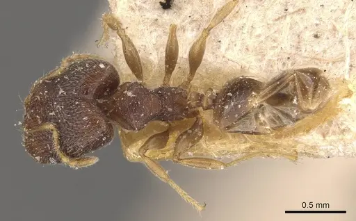 Pheidole mus specimen CASENT0907977 image casent0907977_1