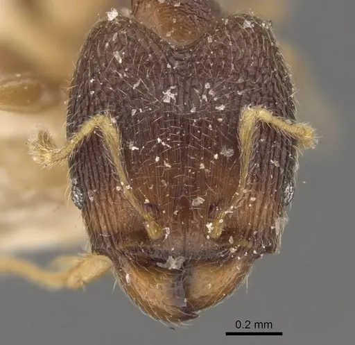 Pheidole mus specimen CASENT0907977 image casent0907977_2