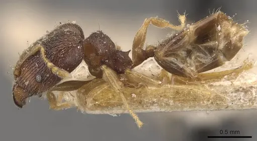 Pheidole mus specimen CASENT0907977 image casent0907977_3