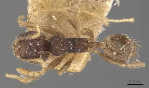 Pheidole mus specimen CASENT0907978 image casent0907978_1