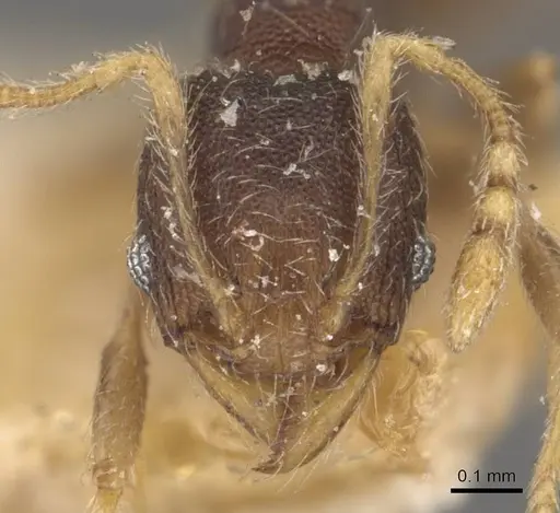 Pheidole mus specimen CASENT0907978 image casent0907978_2